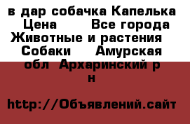 в дар собачка Капелька › Цена ­ 1 - Все города Животные и растения » Собаки   . Амурская обл.,Архаринский р-н